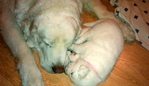 Kama and 2014 puppy